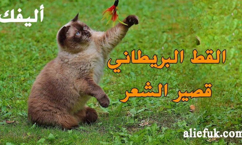 سعر القط البريطاني في مصر