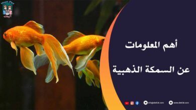 السمكة الذهبية معلومات