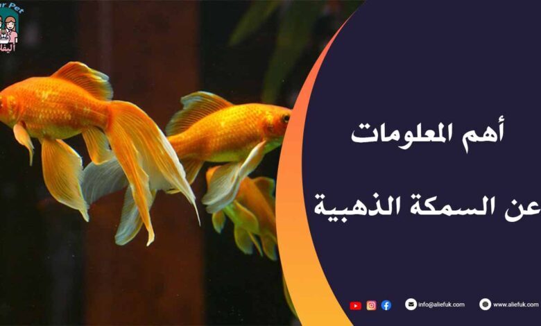 السمكة الذهبية معلومات