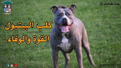 معلومات عن كلب البيتبول