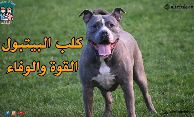 كل ما تريد معرفته عن كلب البيتبول: قوة ووفاء - موقع أليفك معلومات عن كلب البيتبول
