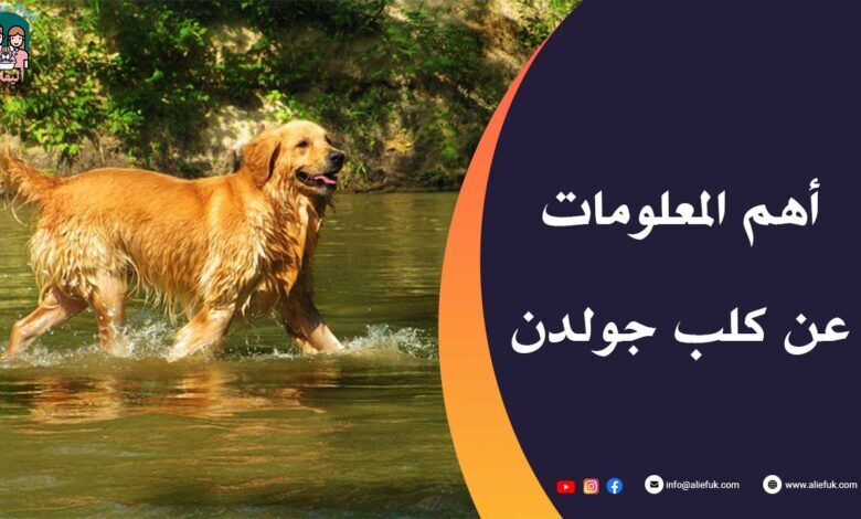 معلومات عن كلب جولدن