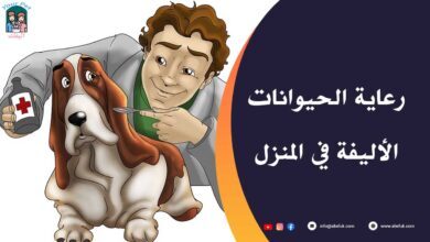 كيف يمكنك رعاية الحيوانات الأليفة