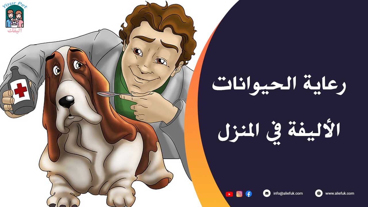 كيف يمكنك رعاية الحيوانات الأليفة