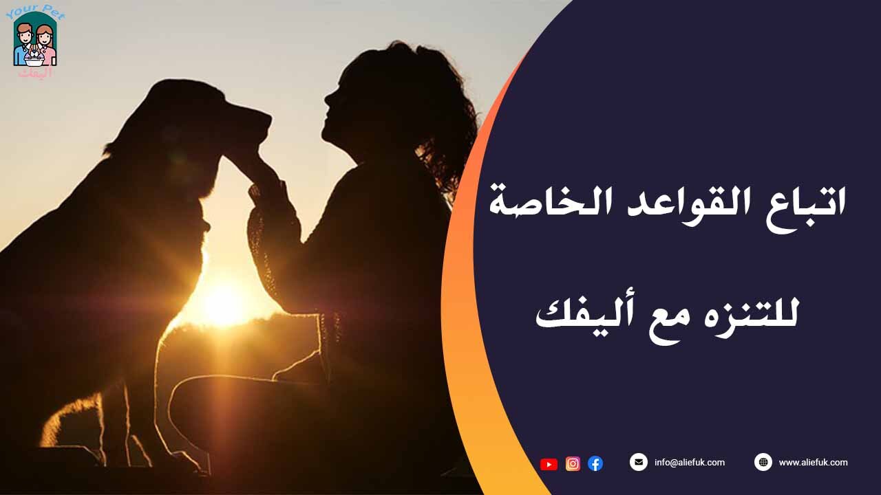 ما هي القواعد الخاصة للتنزه مع الحيوانات الأليفة