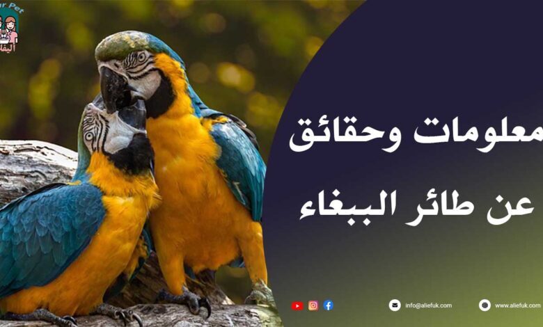 ما هي انواع الببغاء وسلوكياته
