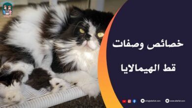 معلومات عن قط الهيمالايا