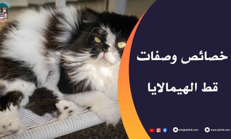 معلومات عن قط الهيمالايا