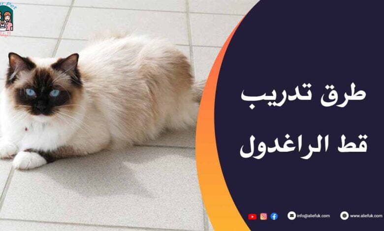 طرق تدريب قطط راغ دول