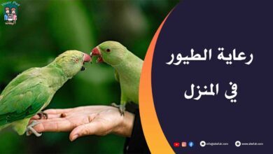 تعرف على كيفية رعاية الطيور في المنزل وطرق عنايتها - موقع أليفك كيفية رعاية الطيور