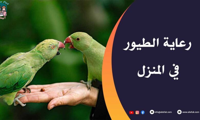 تعرف على كيفية رعاية الطيور في المنزل وطرق عنايتها - موقع أليفك كيفية رعاية الطيور