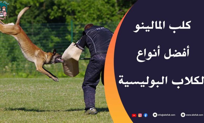 مواصفات كلب المالينو
