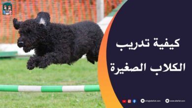 كيف يتم تدريب الكلاب الصغيرة