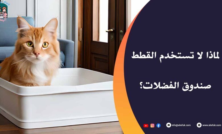 لماذا لا تستخدم القطط صندوق الفضلات الخاص بها - موقع أليفك صندوق فضلات القطط
