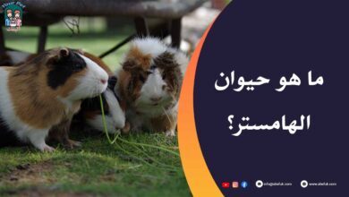ما هو الهامستر
