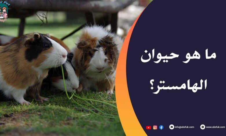 ما هو الهامستر