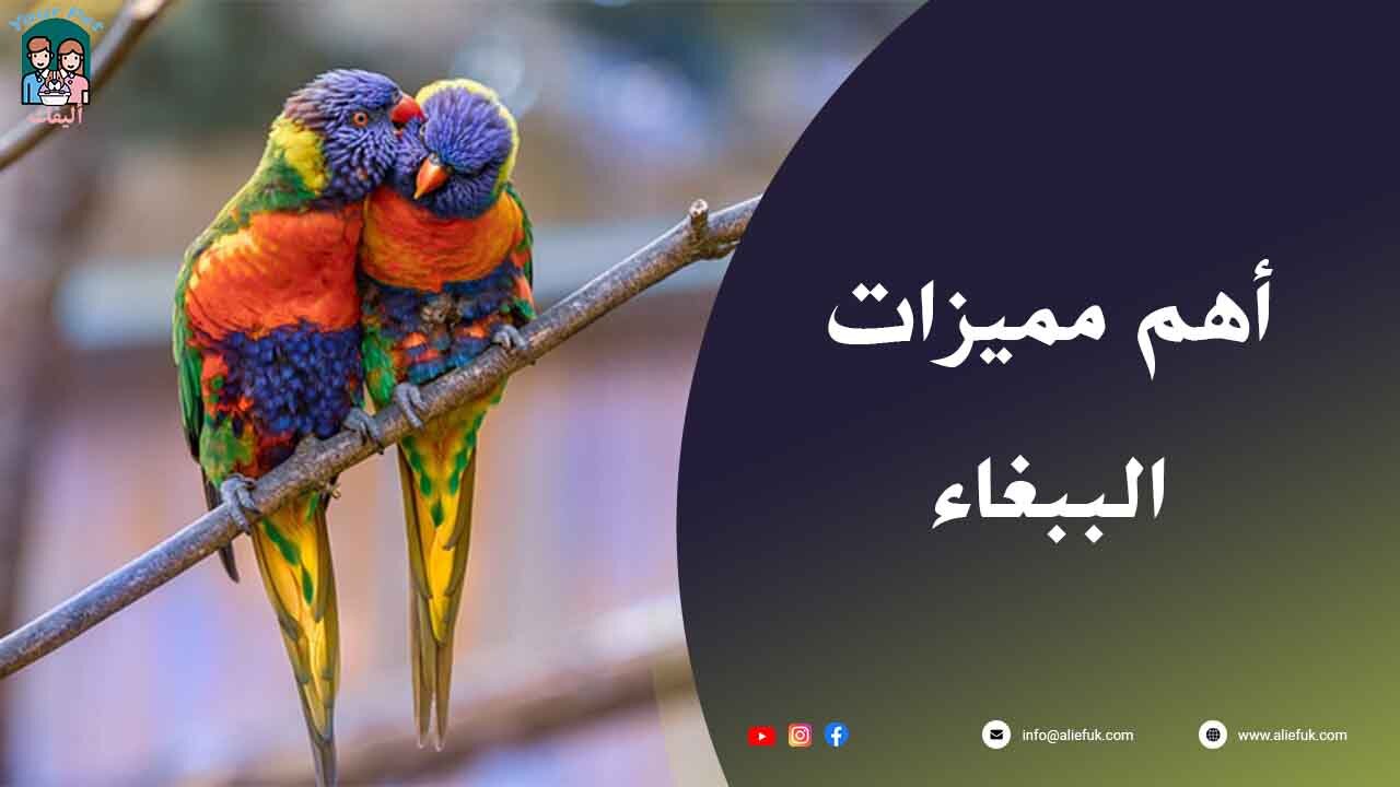 انواع الببغاء تعرف عليها بالتفصيل