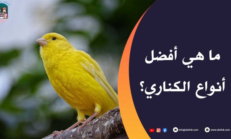 صوت عصفور كناري