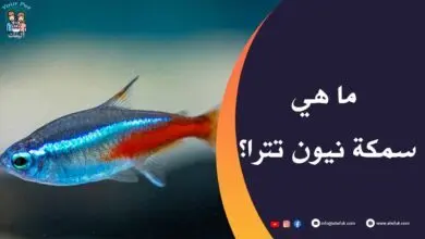 مميزات سمكة نيون تترا