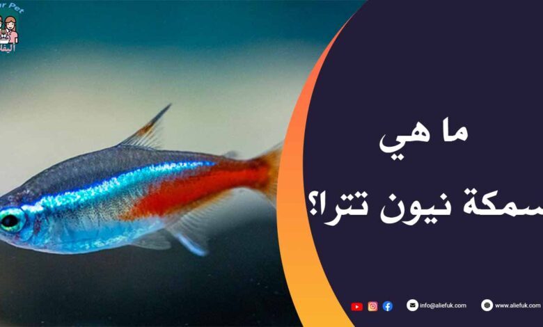 سمكة نيون تترا من أفضل وأشهر أسماك الزينة في العالم - موقع أليفك مميزات سمكة نيون تترا