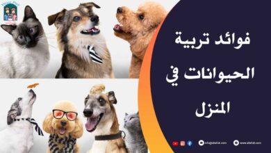 فوائد تربية الحيوانات الأليفة للاطفال