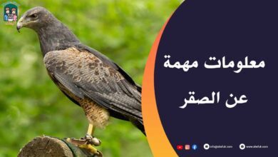 أغلى أنواع الصقور