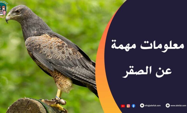 أغلى أنواع الصقور