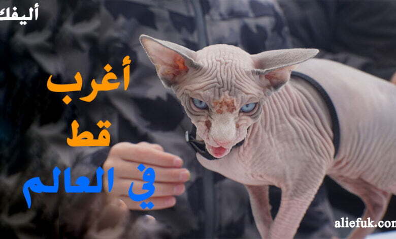 مميزات وعيوب القط الفرعوني