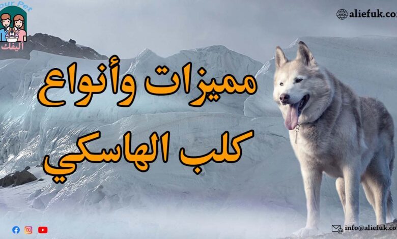 كلب الهاسكي مميزاته