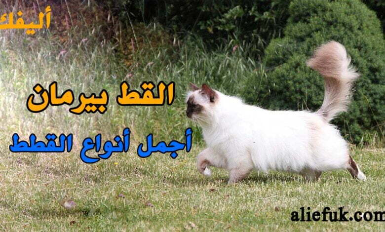 انواع القط بيرمان