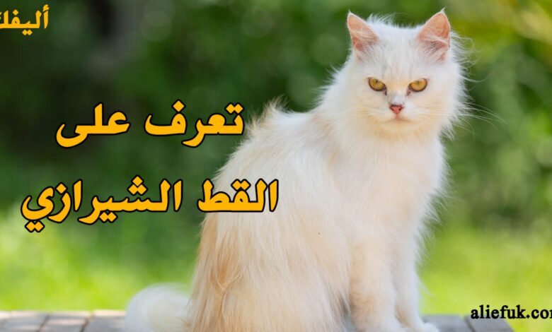 القط الشيرازي معلومات مهمة يجب أن تعرفها قبل شرائه - موقع أليفك معلومات عن القط الشيرازي