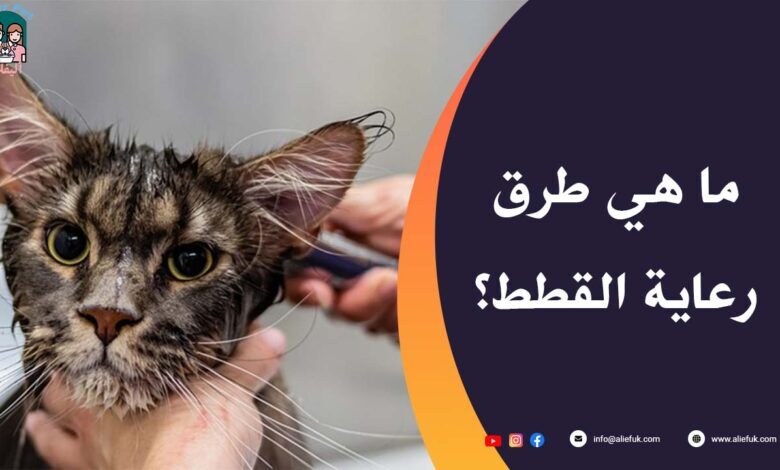 طرق عاية القطط في البيت