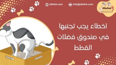 أخطاء في صندوق فضلات القطط