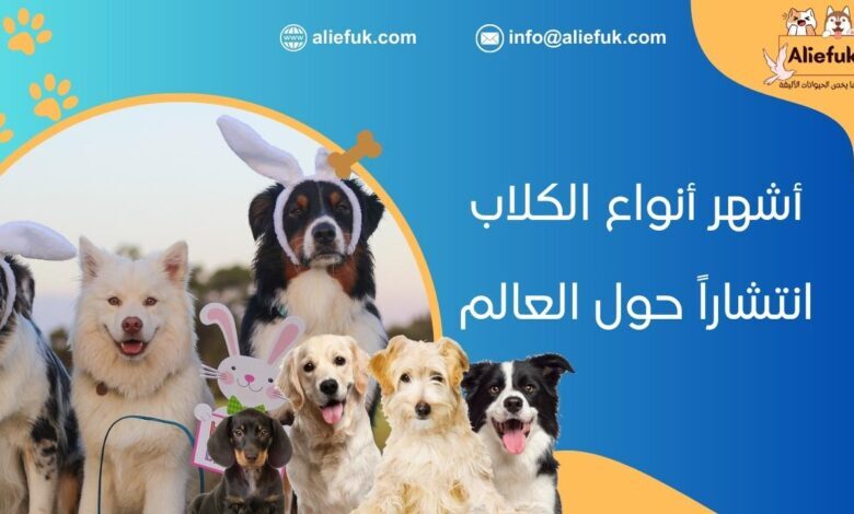 تعرف على أكثر 10 أنواع الكلاب انتشاراً في عام 2023 - موقع أليفك أفضل أنواع الكلاب
