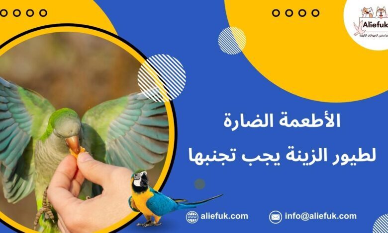 ما هي الأطعمة الضارة للطيور المنزلية
