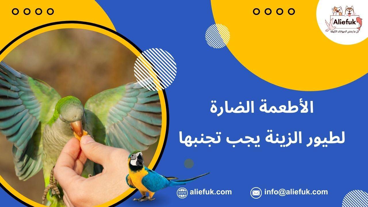 ما هي الأطعمة الضارة للطيور المنزلية