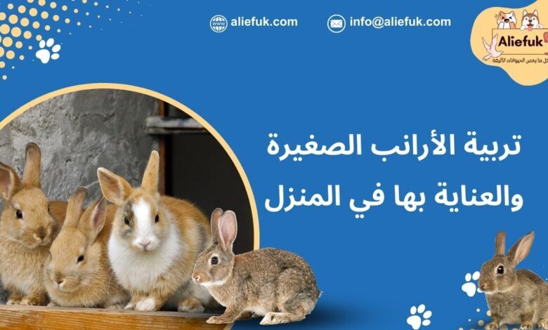 تربية الأرانب الصغيرة