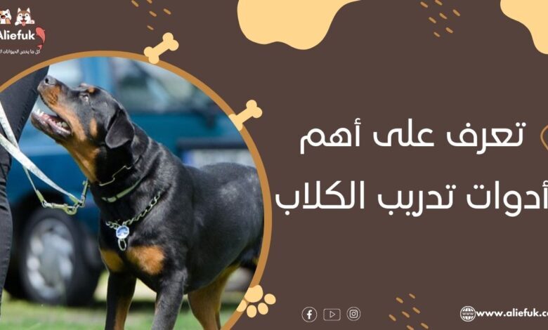 تعرف على أهم أدوات تدريب الكلاب الشرسة التي تحتاجها - موقع أليفك ما هي اكسسوارات تدريب الكلاب