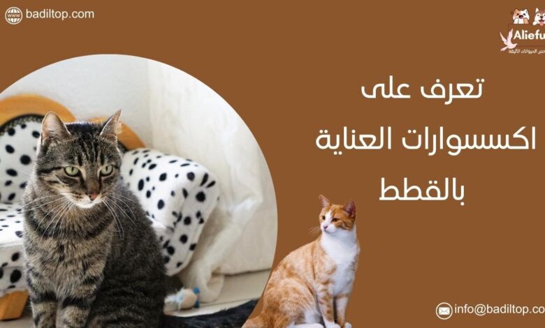 اكسسوارات رعاية القطط