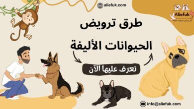 كيف يمكنك ترويض الحيوانات الأليفة في المنزل