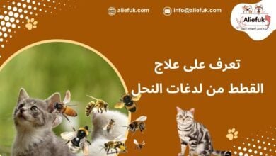 علاج القطط من لدغات النحل