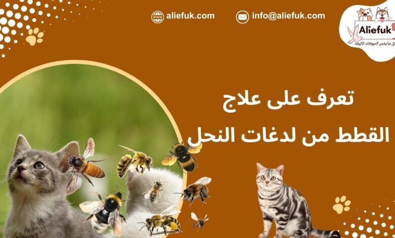 علاج القطط من لدغات النحل