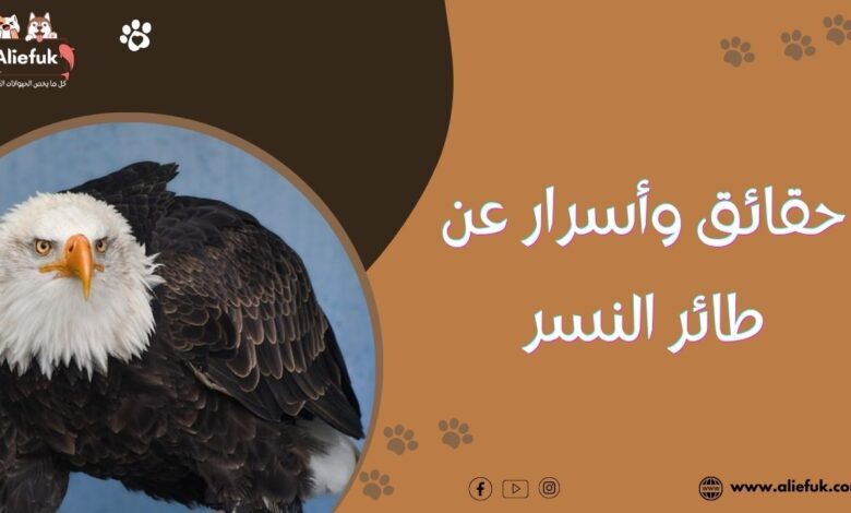 معلومات عن طائر النسر