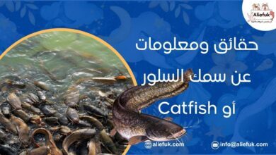 حقائق ومعلومات عن سمك السلور Catfish يجب أن تعرفها - موقع أليفك أين يعيش سمك السلور