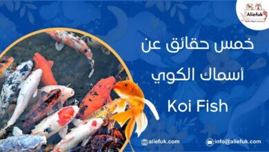 أسماك الكوي Koi Fish خمس حقائق مهمة يجب أن تعرفها - موقع أليفك ما هي أسماك الكوي