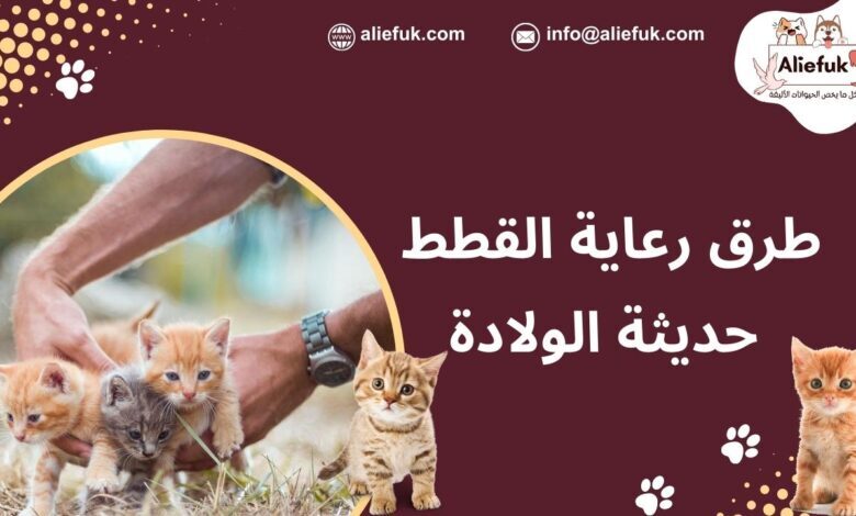 رعاية القطط بعد الولادة