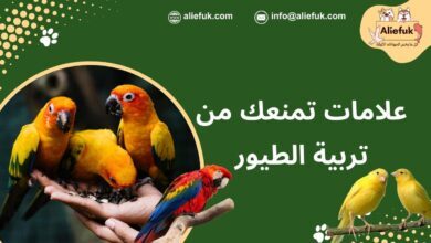طرق تربية الطيور الأليفة في المنزل