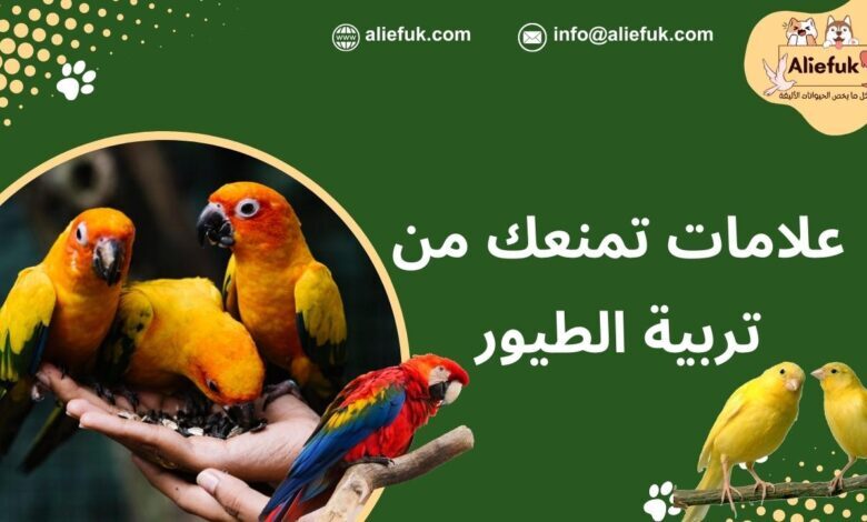 طرق تربية الطيور الأليفة في المنزل