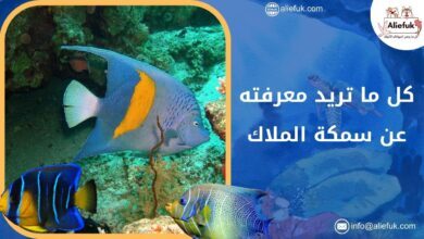 سمكة الملاك: 5 معلومات مذهلة عن نمو وأسلوب حياتها - موقع أليفك ما هو أصل سمكة الملاك