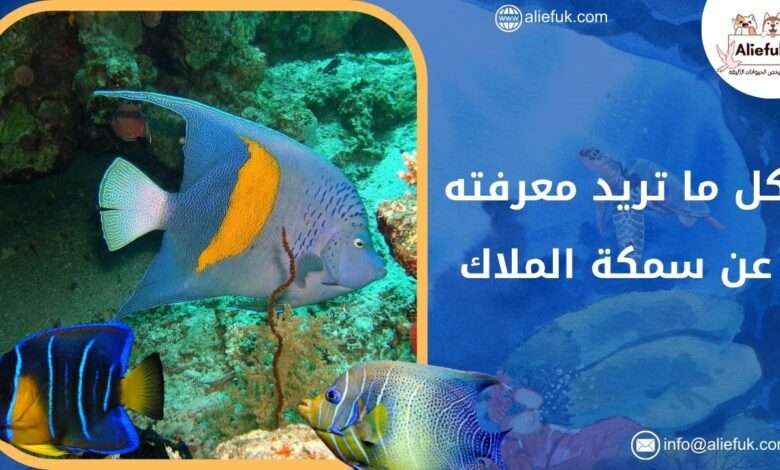 ما هو أصل سمكة الملاك